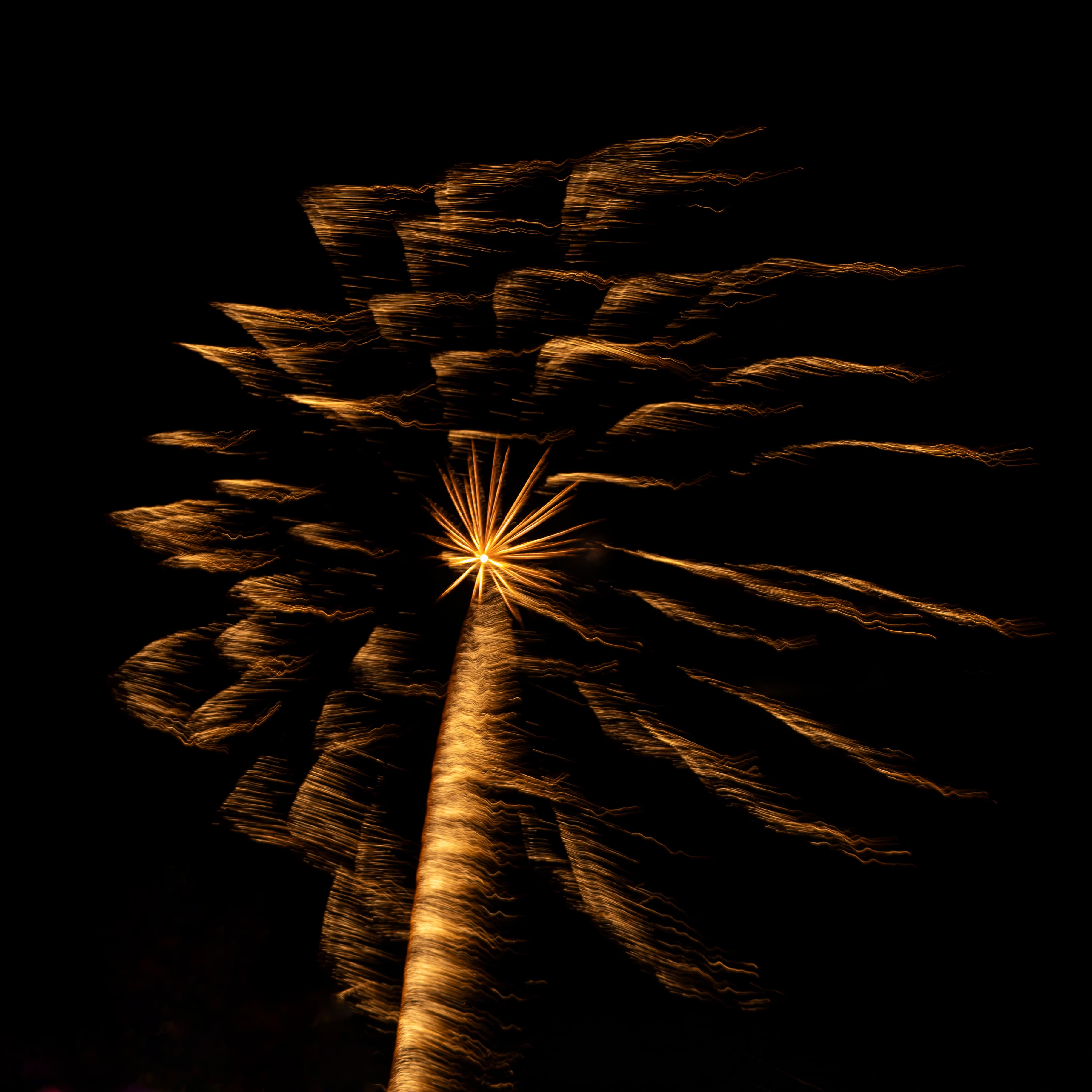 Feux d'artifice - "Palmier"