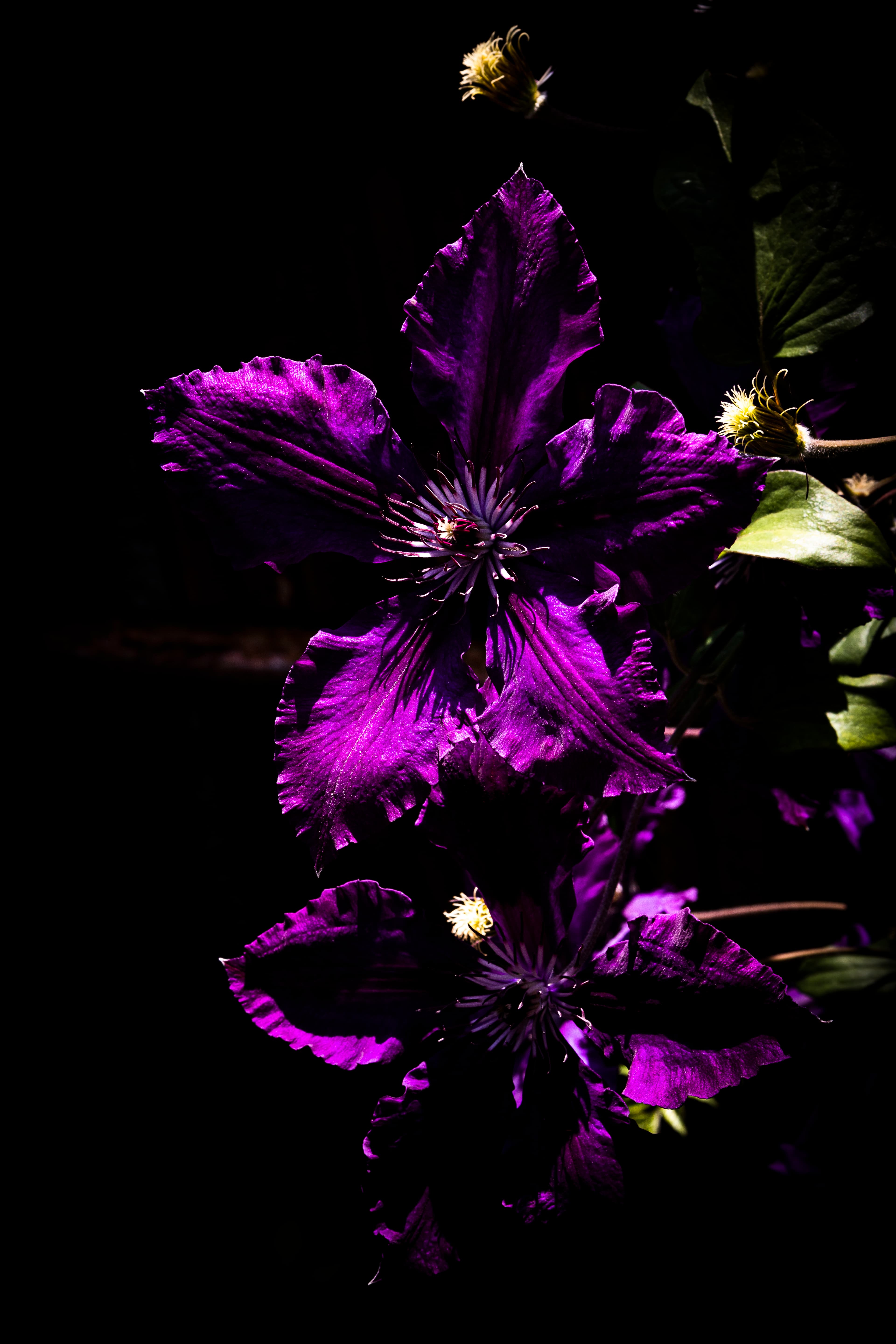 Fleurs violettes sombre