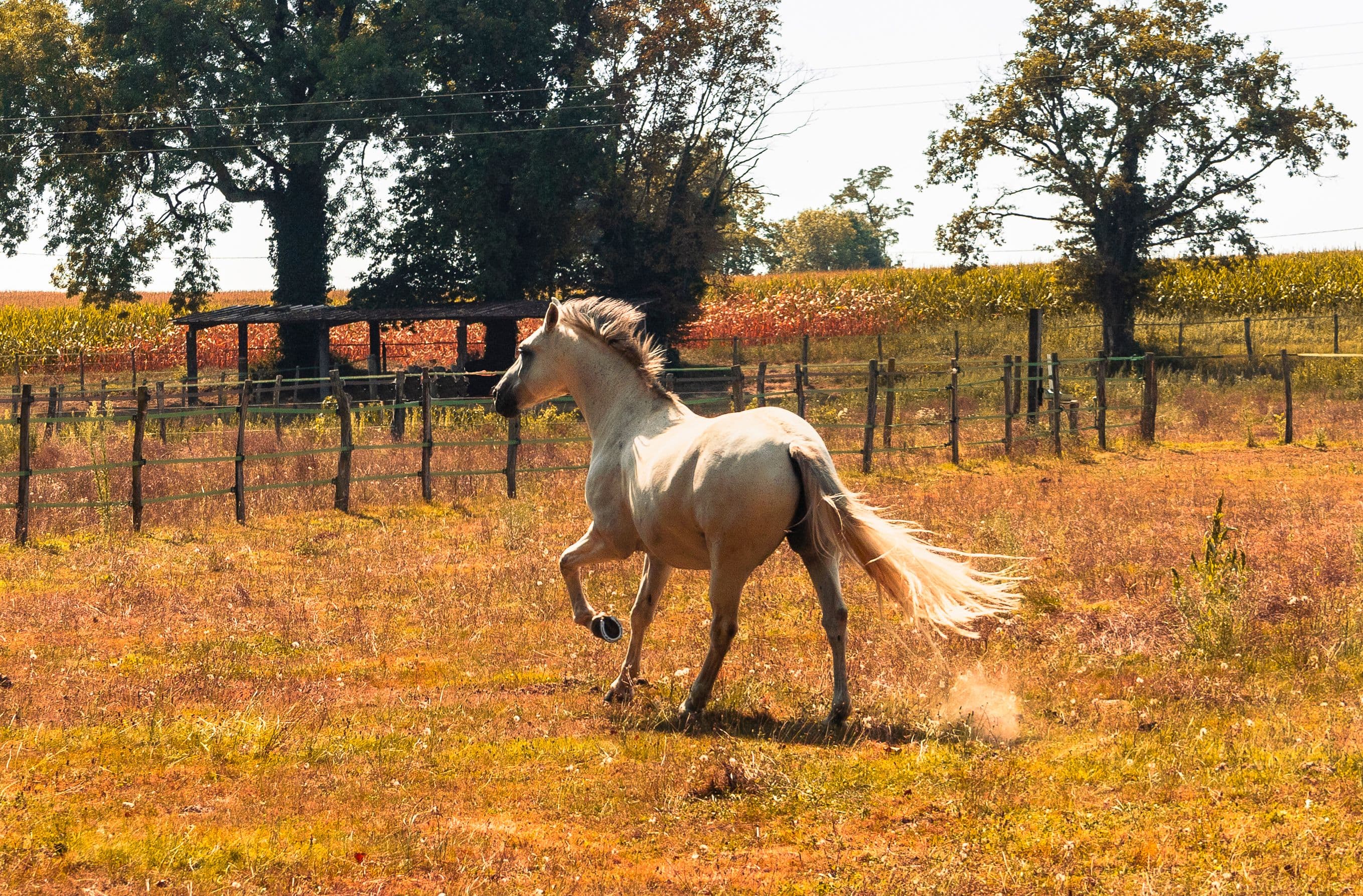 Photo cheval prairie
